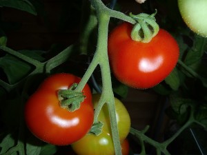 Egne tomater