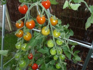 Tomater af egen avl