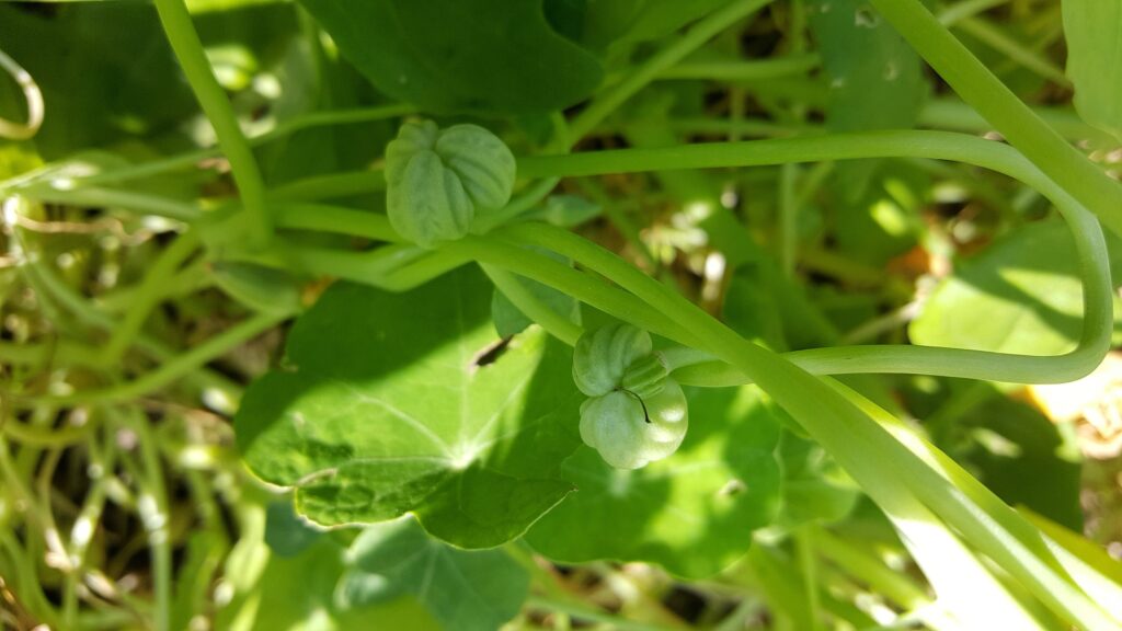 Frøkapsler fra blomsterkarse