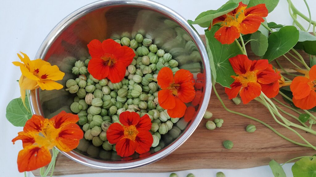 Blomsterkarse-frøkapsler