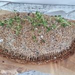 Blomkåls-calzone med plantefyld